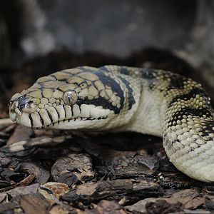 Amethystine python