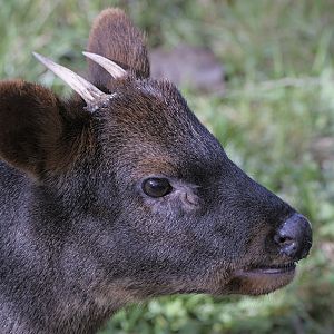 Southern pudu buck