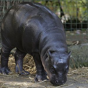 Pygmy hippo calf
