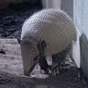 Six-banded armadillo (1)