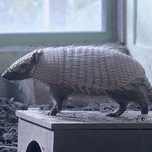 Six-banded armadillo (2)