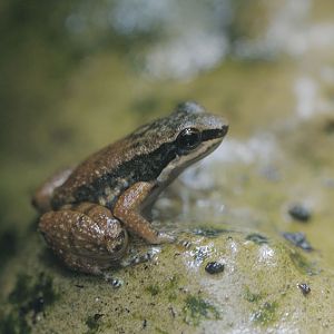 Trinidad stream frog