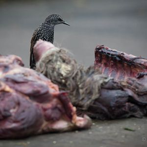 Common starling : Howletts : 14 Oct 2014
