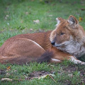 Dhole : Howletts : 14 Oct 2014