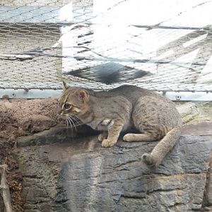 Rusty Spotted Cat 10/14