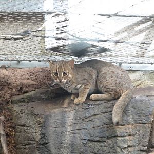 Rusty Spotted Cat 10/14
