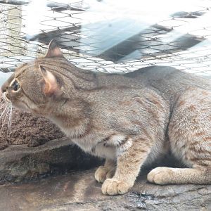 Rusty Spotted Cat 10/14
