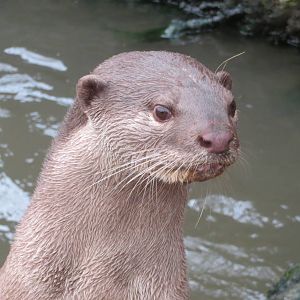 Indochinese Smooth-coated Otter 10/14