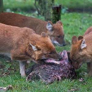 Dhole : Howletts : 14 Oct 2014