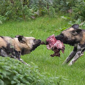 African wild dogs : Howletts : 14 Oct 2014