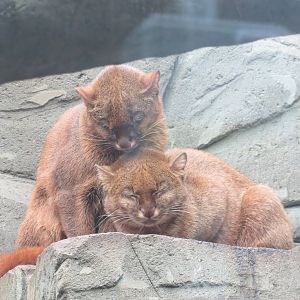 Jaguarundis 10/14