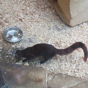 Ring-tailed Mongoose 10/14