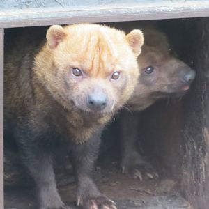 Bush Dogs 10/14