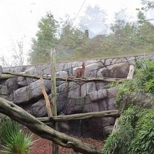 Fossa Enclosure 10/14