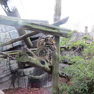 Indochinese Clouded Leopard 10/14