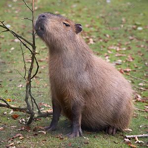Capybara : Twycross : 03 Oct 2014