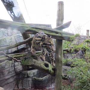 Indochinese Clouded Leopard 10/14