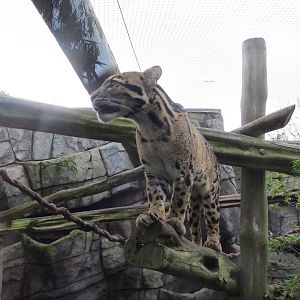Indochinese Clouded Leopard 10/14
