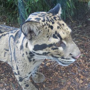 Indochinese Clouded Leopard 10/14