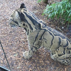 Indochinese Clouded Leopard 10/14