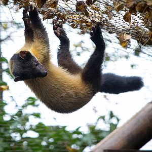 Yellow-throated marten : Twycross : 19 Sep 2014