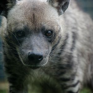 Striped hyena : Twycross : 19 Sep 2014