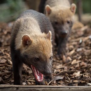 Bush dogs : Twycross : 03 Oct 2014