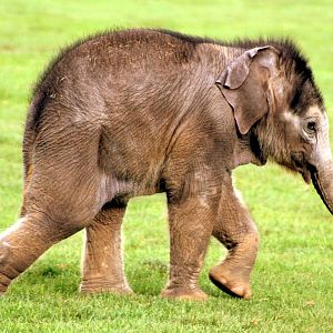 Asiatic elephant calf; Whipsnade; 22nd October 2014