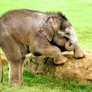 Asiatic elephant calf; Whipsnade; 22nd October 2014