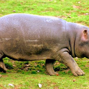 Young hippopotamus; Whipsnade; 22nd October 2014