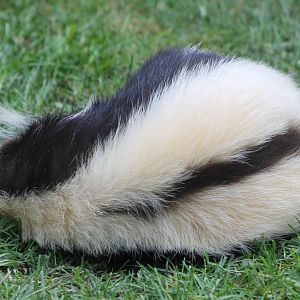 Sleeping Skunk