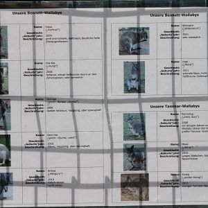 Indentification Wallaby