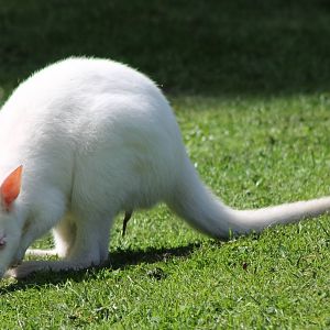 Albino Bennet Wallaby