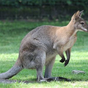 Bennet Wallaby