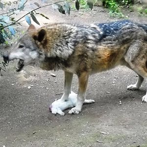 Canis lupus italicus