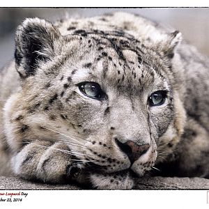 Snow Leopard Day 2014