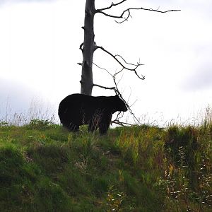 American Black Bear Exhibit