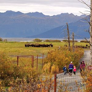 Wood Bison Enclosure