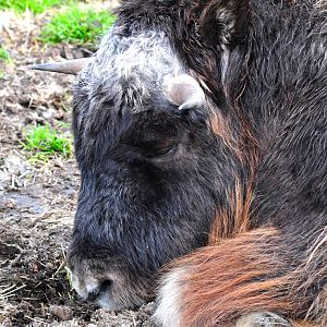 Musk Ox Calf