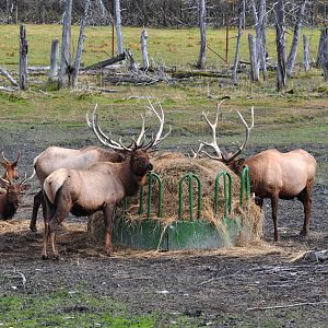 Roosevelt Elk - Bachelor Bulls.