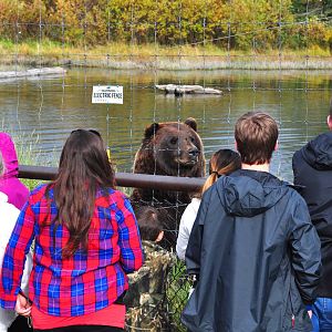 Brown Bear Exhibit