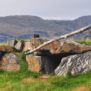 American Black Bear Exhibit.