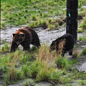 Brown Bear and American Black Bear side by side