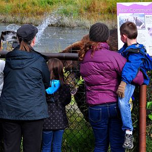 Brown Bear Exhibit