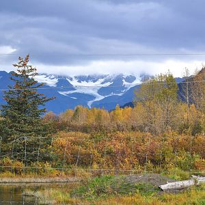 Brown Bear Habitat at the AWCC