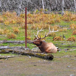 Roosevelt Elk Bull