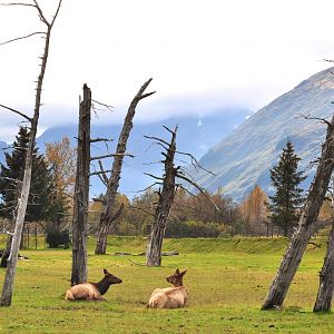 Roosevelt Elk Enclosure