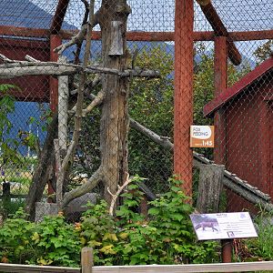 Red Fox Exhibit
