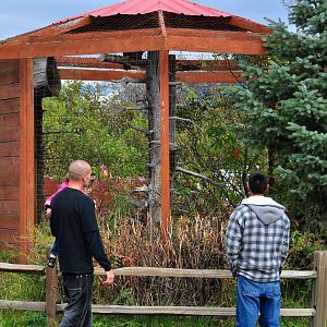 Great Horned Owl Exhibit