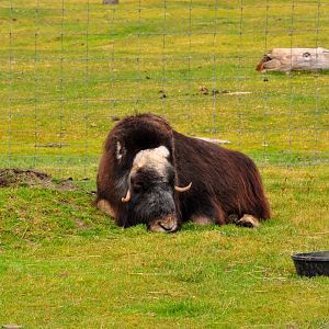 Musk Ox